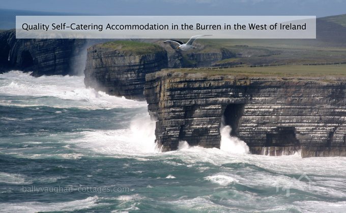 The Burren Birds of Prey Centre • Go to Ireland.com